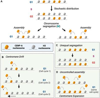Centromere Identity and the Regulation of Chromosome Segregation